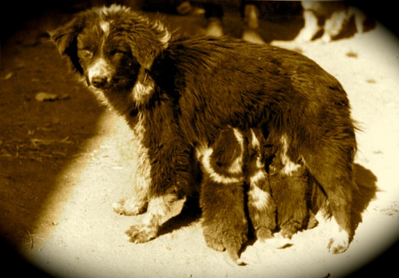 797px-Bundesarchiv_Bild_135-S-12-20-11,_Tibetexpedition,_Säugende_Hündin